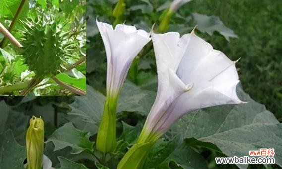 沐浴阳光，舞动生机 绿色曼陀罗花语——唤醒生命的奇迹