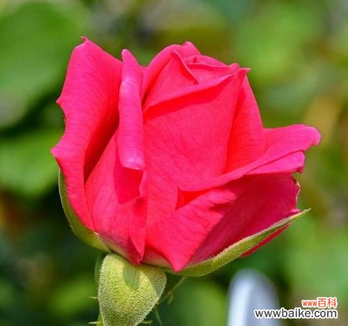 探寻绿色玫瑰所代表的吉祥和希望 绿色玫瑰花语的寓意