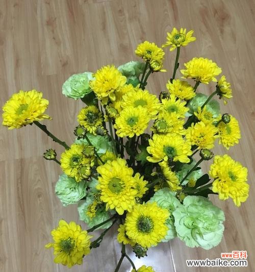 深入解读绿色康乃馨的花语及象征意义,揭示其独特之处 绿色康乃馨花语解析——活力与希望的象征