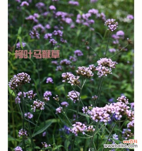 探索柳叶马鞭草花语的深层含义 柳叶马鞭草花语的传递与寓意