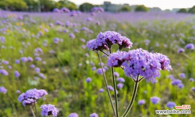 探索柳叶马鞭草花语的深层含义 柳叶马鞭草花语的传递与寓意