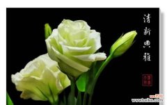 探索洋桔梗的花语，传达深情的祝福 绿色洋桔梗花语