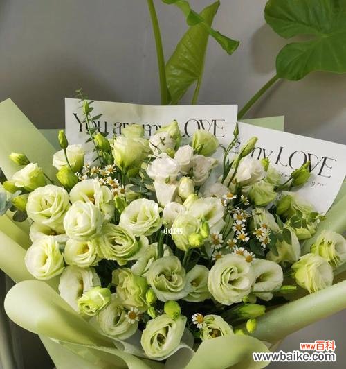 探寻绿色洋桔梗的花语之美 绿色洋桔梗花语的意义及象征