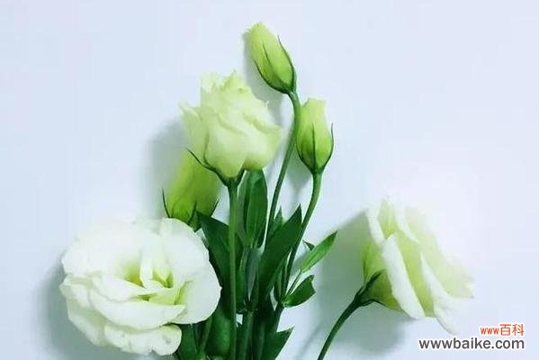 探寻绿色洋桔梗的花语之美 绿色洋桔梗花语的意义及象征