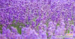 探寻薰衣草的花语和意义 薰衣草花语