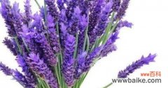 从宁静到治愈 薰衣草的象征意义