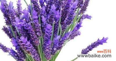 从宁静到治愈 薰衣草的象征意义