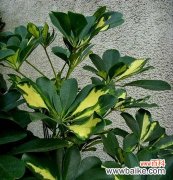 揭示鸭脚木寓意的奇妙世界 鸭脚木