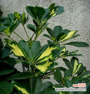 揭示鸭脚木寓意的奇妙世界 鸭脚木