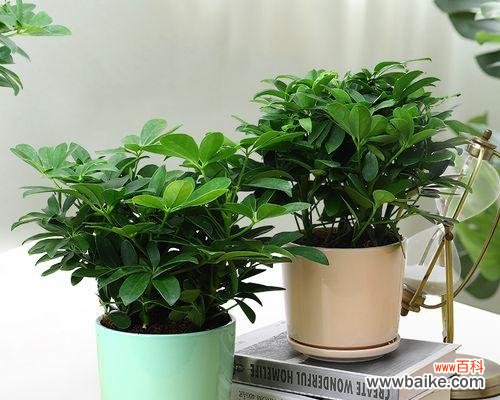 探寻自然之灵鸭掌木的奇妙象征意义 鸭掌木