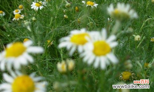 洋甘菊花语的魅力与含义 浪漫花语