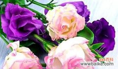 洋桔梗花语传递的情感和象征意义 洋桔梗花语与寓意