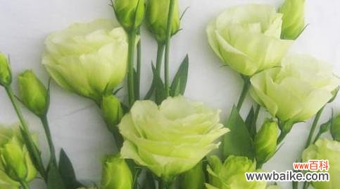 探寻洋桔梗花语的深意 洋桔梗的花语与寓意