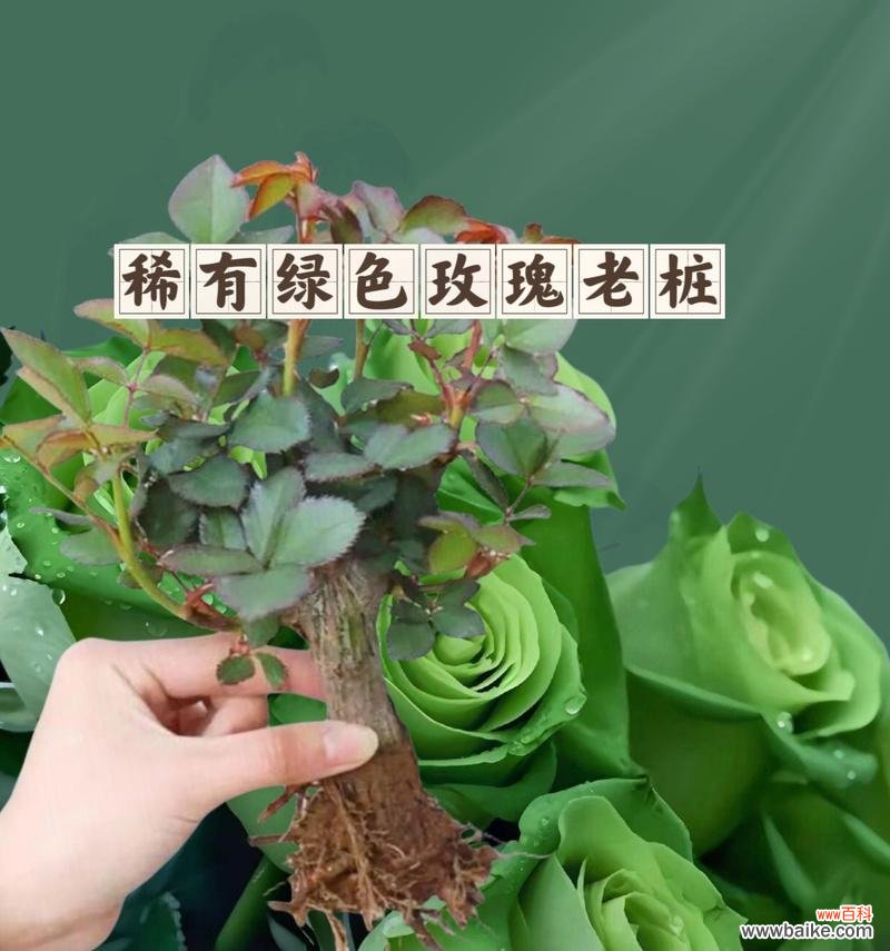 绿色代表的花语是什么?它象征着什么?