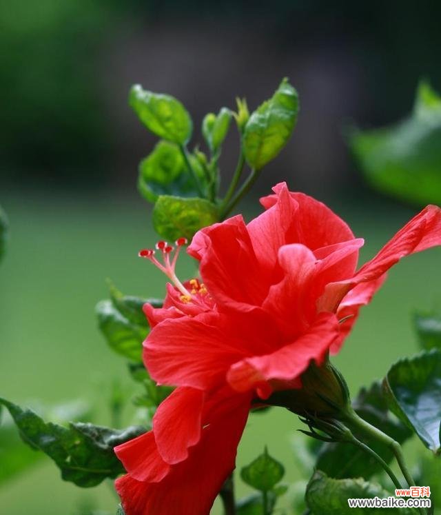 俄罗斯鲜花的花语有哪些？俄罗斯鲜花代表了什么？