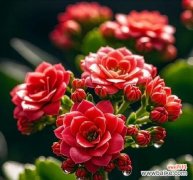 古代代表健康花语是什么？哪种花象征着健康？