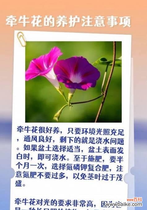 古代代表健康花语是什么？哪种花象征着健康？