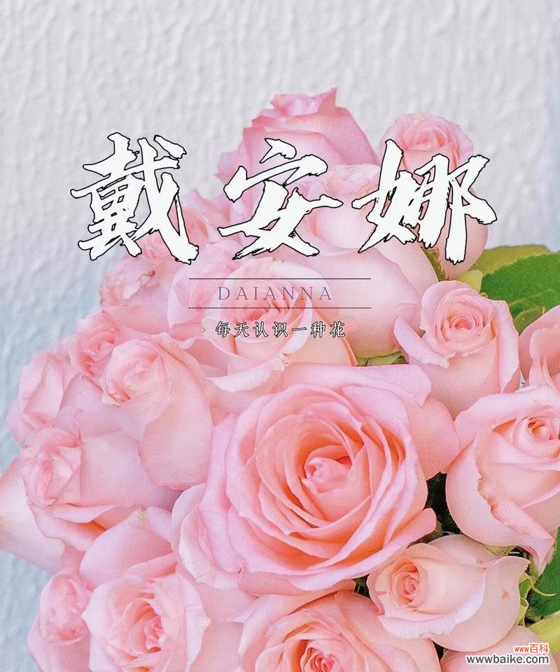 雪花玫瑰的花语有哪些好听的?