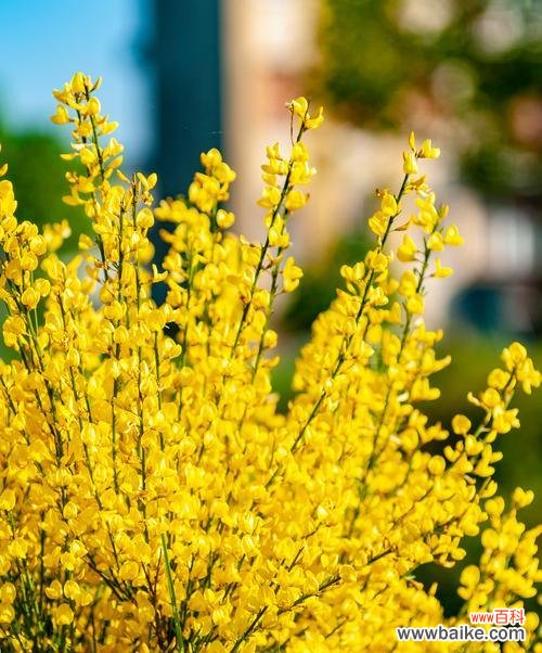 柠檬花的花语和寓意是什么?