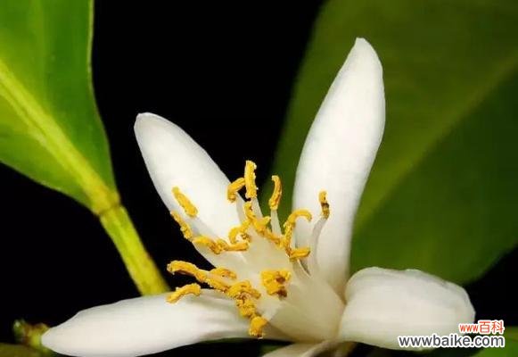 柠檬花的花语和寓意是什么?