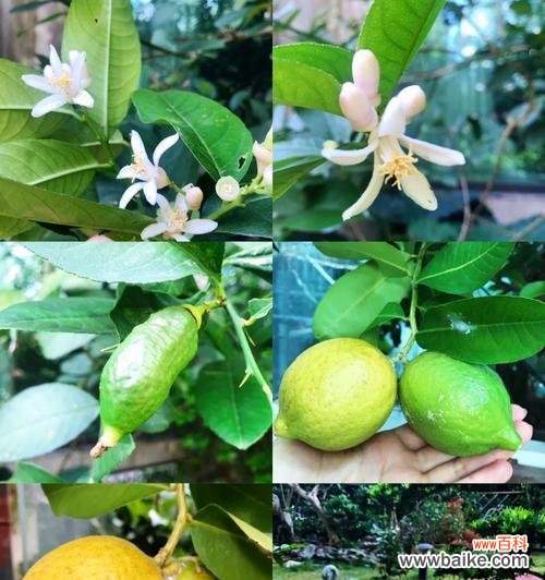 柠檬花的花语和寓意是什么?