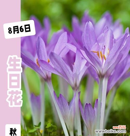 紫色花的花语有哪些?它们各自代表什么含义?