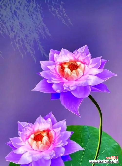 紫色花的花语有哪些?它们各自代表什么含义?