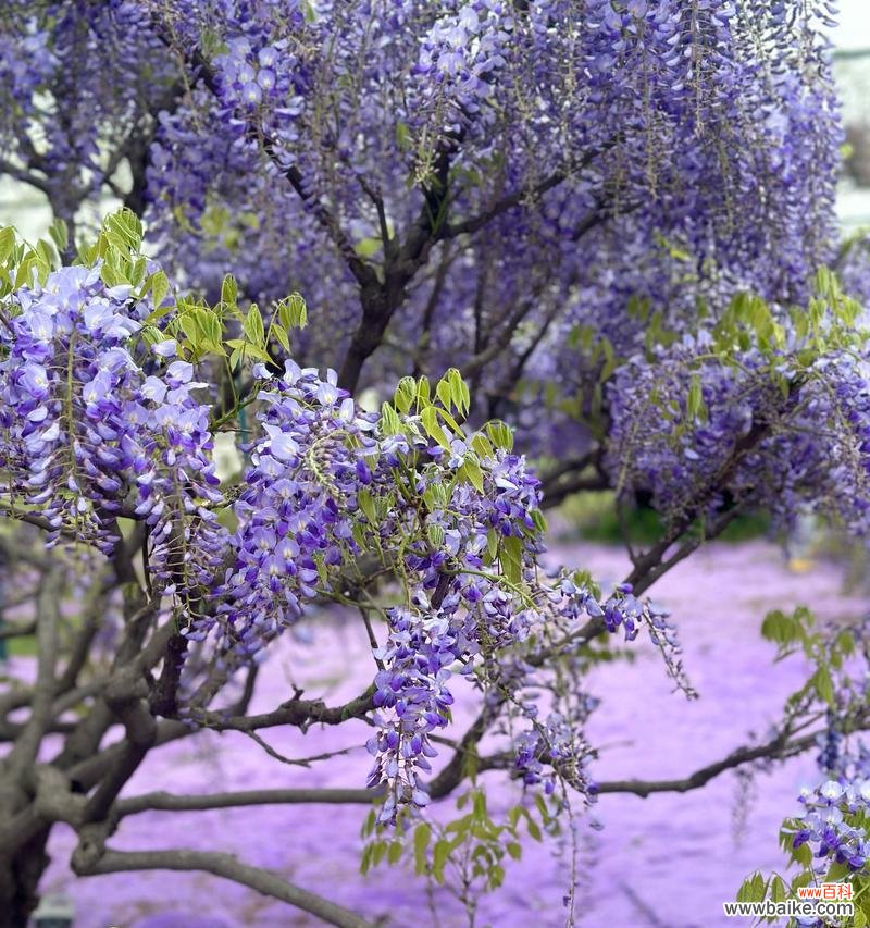 紫色花的花语有哪些?它们各自代表什么含义?