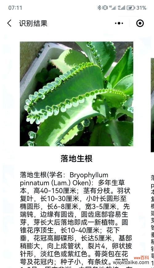 花语永不服输的含义是什么？