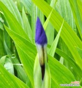 如何用花语评论朋友？哪种花代表友情的评论？