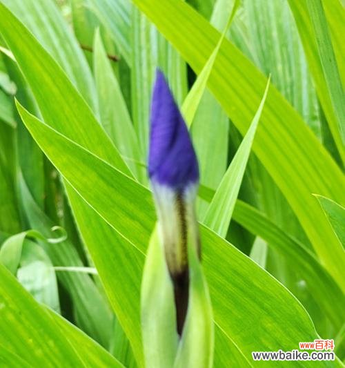 如何用花语评论朋友?哪种花代表友情的评论?