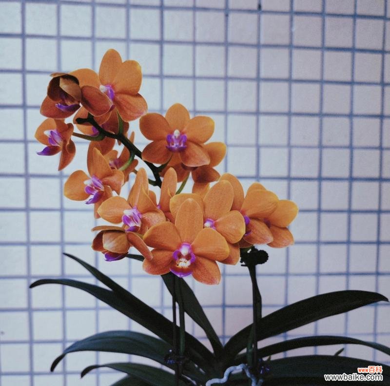 蝴蝶兰小梅花代表了哪种情感?