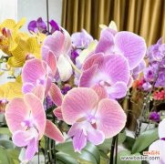 蝴蝶兰小梅花代表了哪种情感？