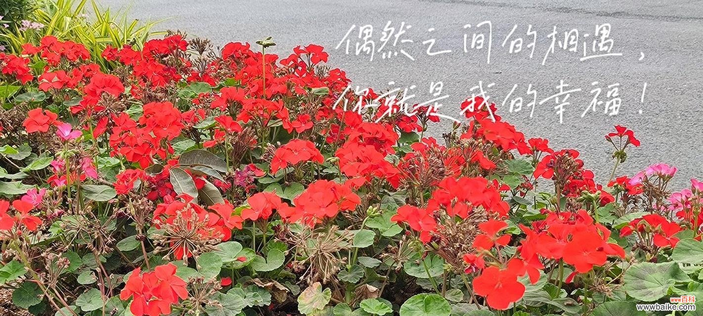 马蹄黄花的花语有哪些?它代表了什么?
