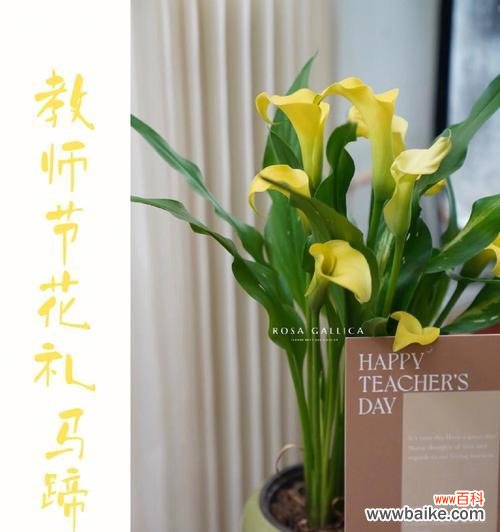 马蹄黄花的花语有哪些?它代表了什么?