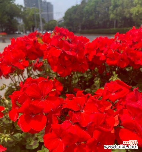 马蹄黄花的花语有哪些?它代表了什么?