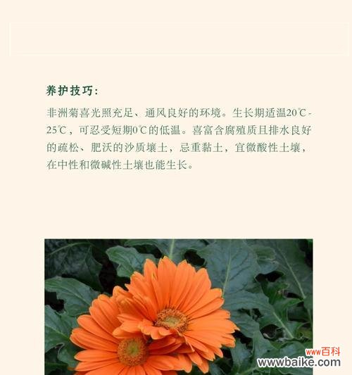 送花给朋友的花语有哪些选择?