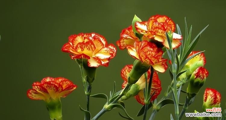 泡泡糖花语代表什么?