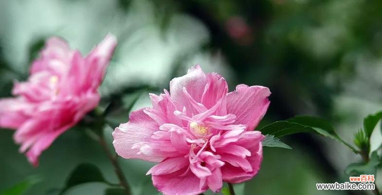 秋天的花语有哪些？