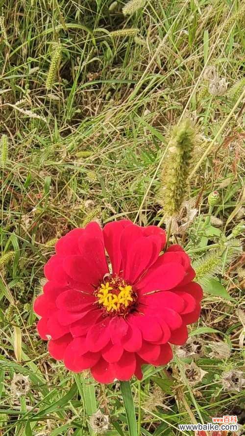 秋天的花语有哪些？