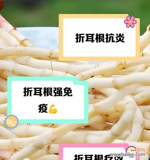 折耳根在中国的花语是什么?折耳根有哪些文化含义?