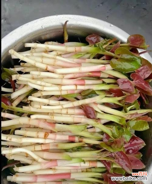 折耳根在中国的花语是什么?折耳根有哪些文化含义?