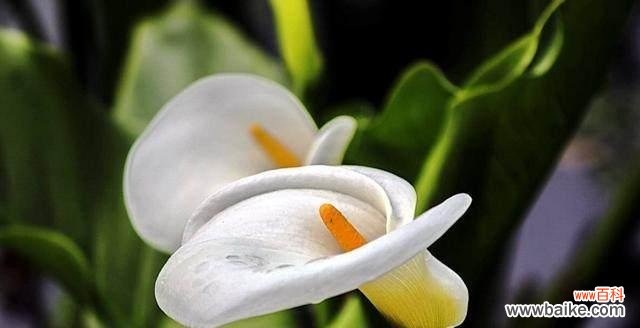 浪漫之花的心灵寄托 马蹄莲花语与传说