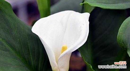 浪漫之花的心灵寄托 马蹄莲花语与传说