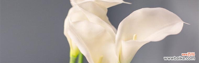 浪漫之花的心灵寄托 马蹄莲花语与传说