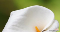 解读马蹄莲的美丽与哲理，探索其在人们生活中的重要性 马蹄莲的象征意义及文化价值