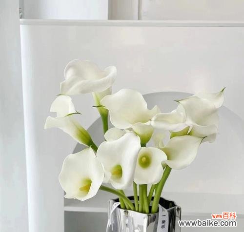 揭秘马蹄莲的象征意义及其重要性 马蹄莲