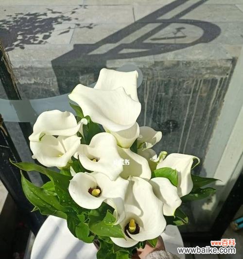 揭秘马蹄莲的象征意义及其重要性 马蹄莲