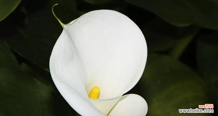 探寻马蹄莲的奥秘,揭开它独特的象征意义 马蹄莲之美——寓意与象征