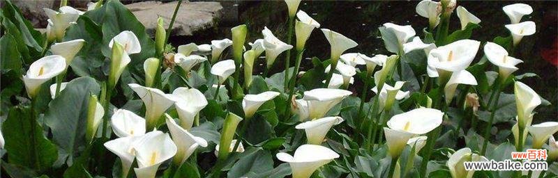 探寻马蹄莲的奥秘,揭开它独特的象征意义 马蹄莲之美——寓意与象征